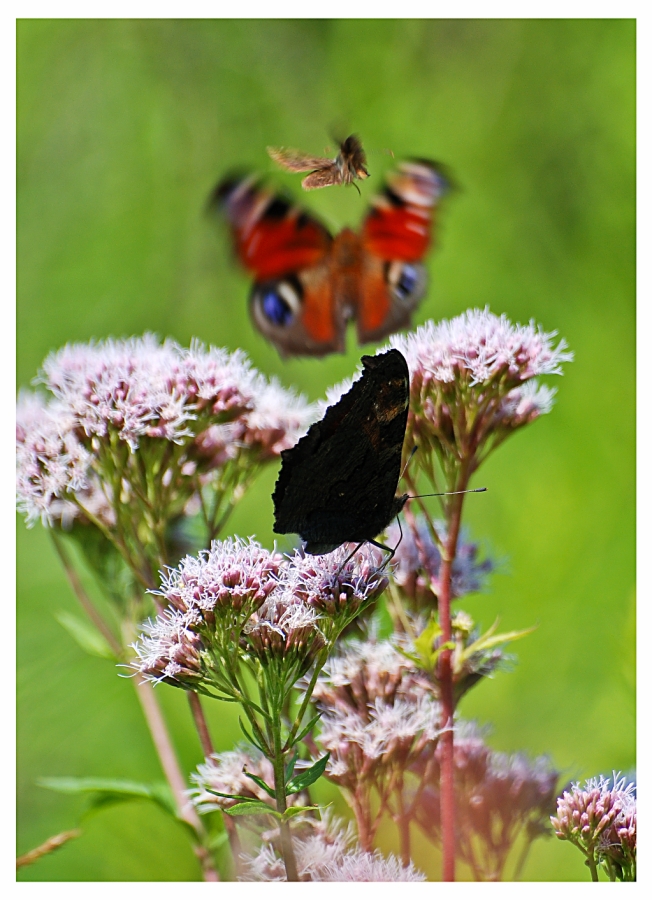 schmetterling