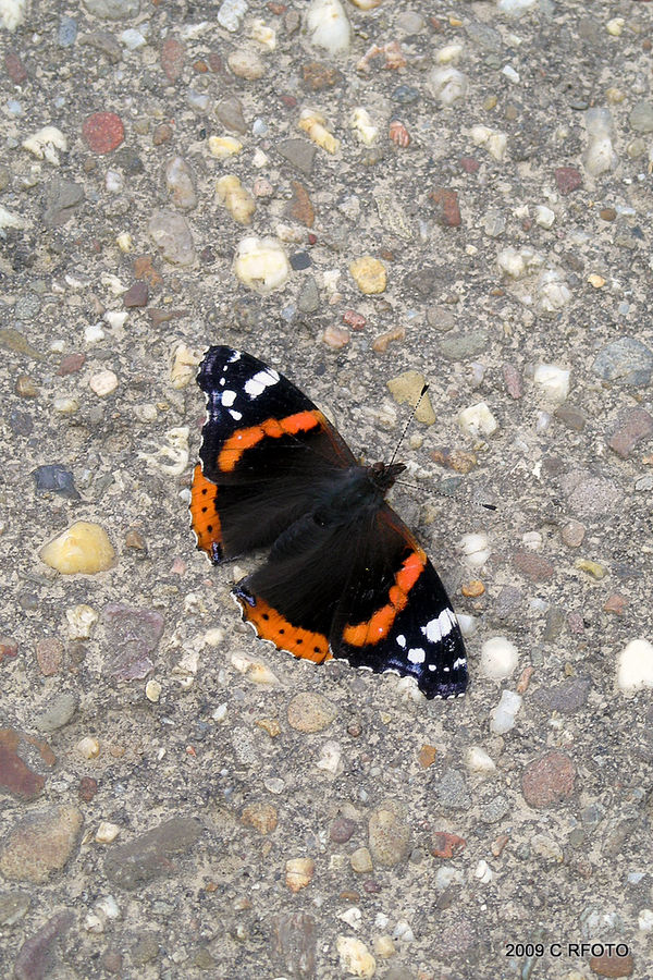 Schmetterling 4