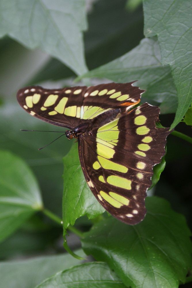 Schmetterling 4