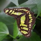 Schmetterling 4