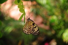 Schmetterling 4