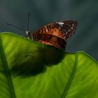 Schmetterling 4