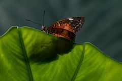 Schmetterling 4