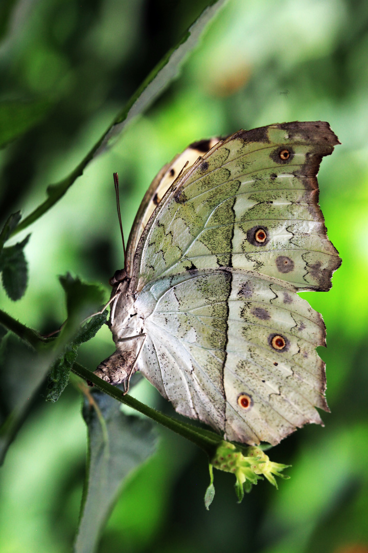 Schmetterling 4