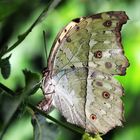 Schmetterling 4