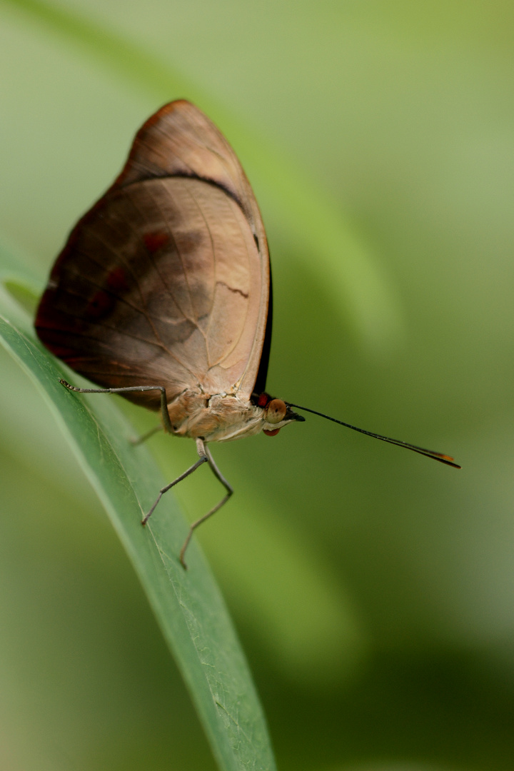 Schmetterling 4