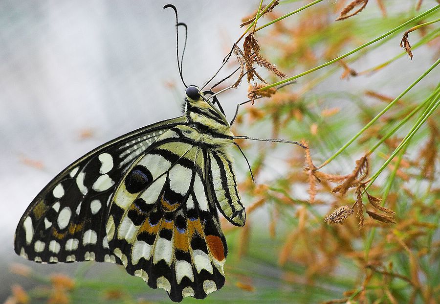 Schmetterling 4