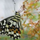 Schmetterling 4