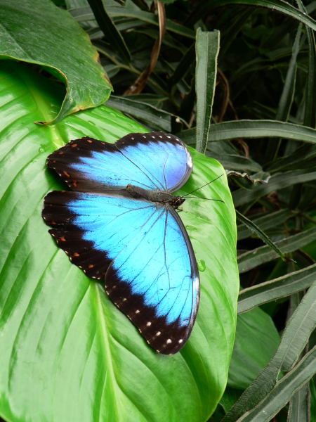 Schmetterling 4