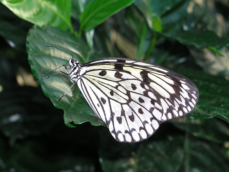 Schmetterling 4