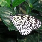 Schmetterling 4