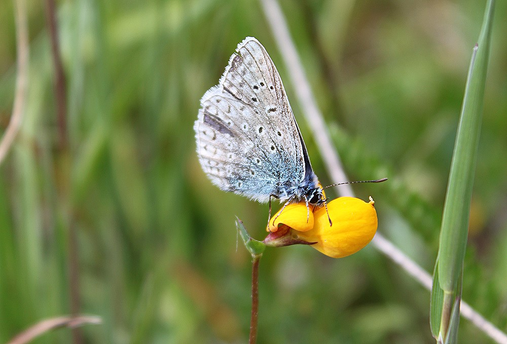 Schmetterling 4