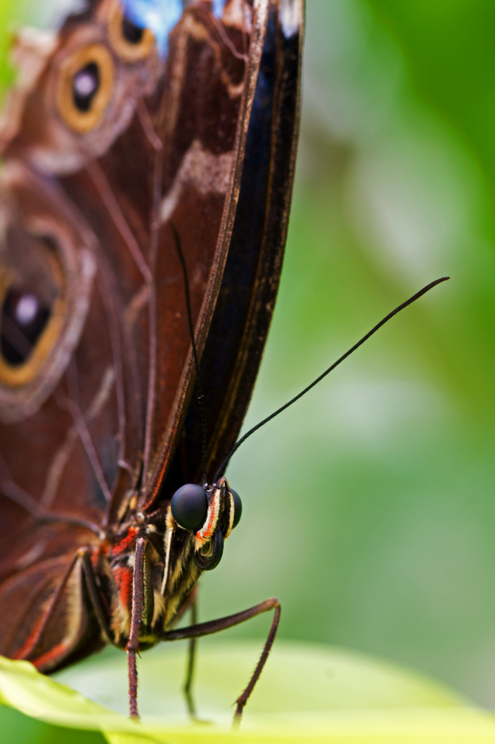 Schmetterling 4