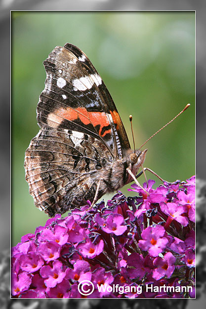 Schmetterling 4