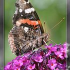 Schmetterling 4