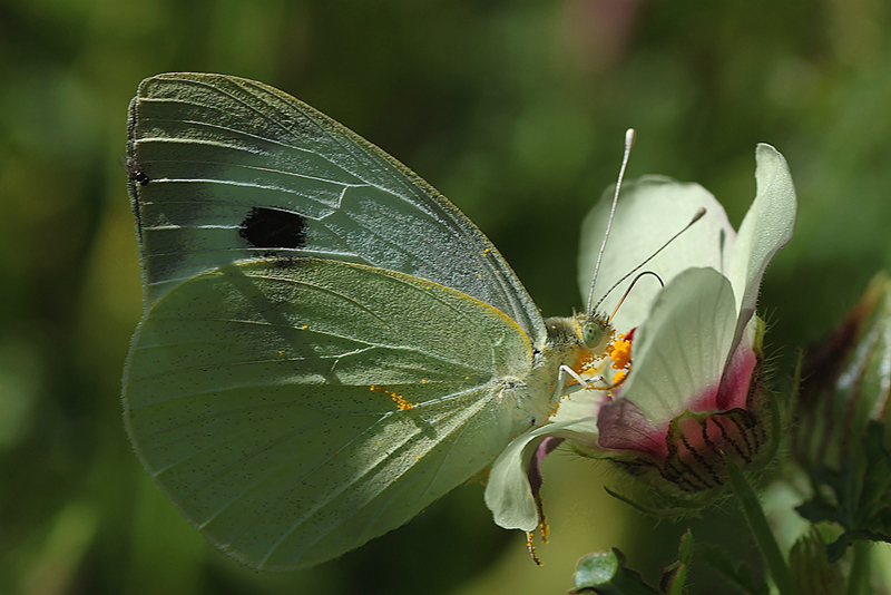 schmetterling-4