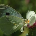 schmetterling-4