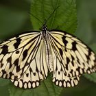 schmetterling 4