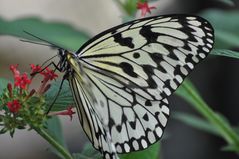 Schmetterling 4