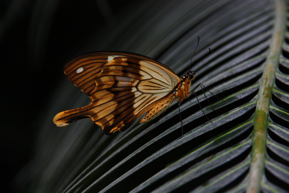 Schmetterling (4)