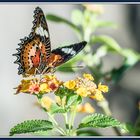 Schmetterling 4