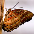 Schmetterling #4