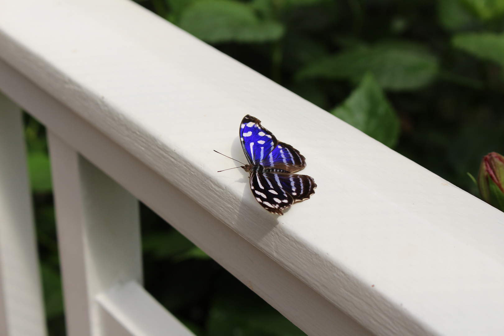 Schmetterling (4)