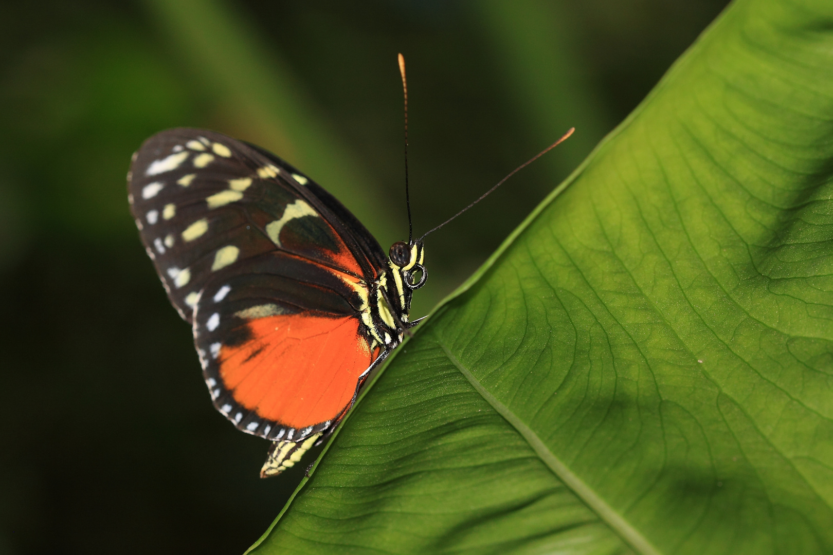 Schmetterling 4