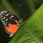 Schmetterling 4