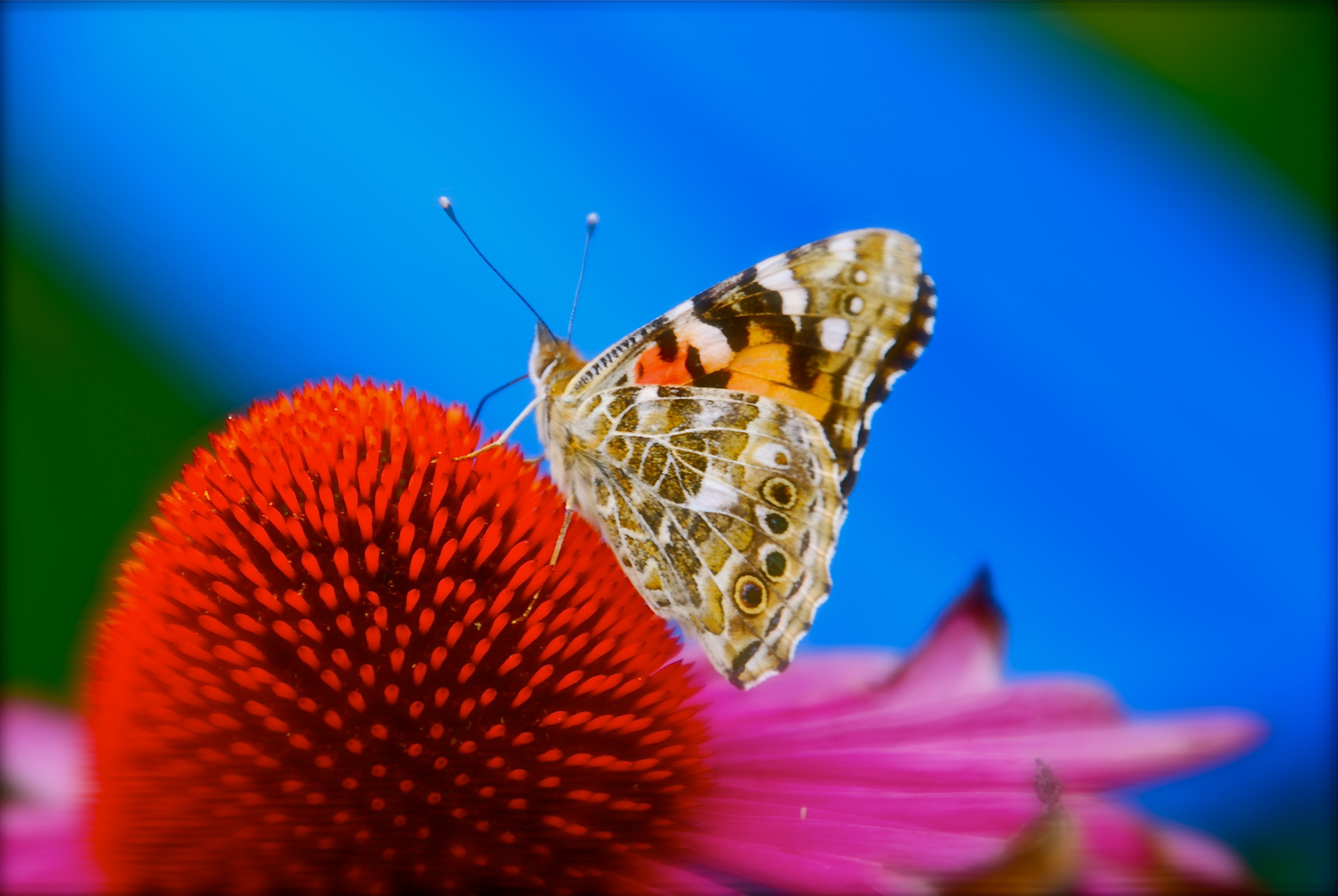 Schmetterling