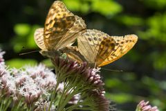 Schmetterling