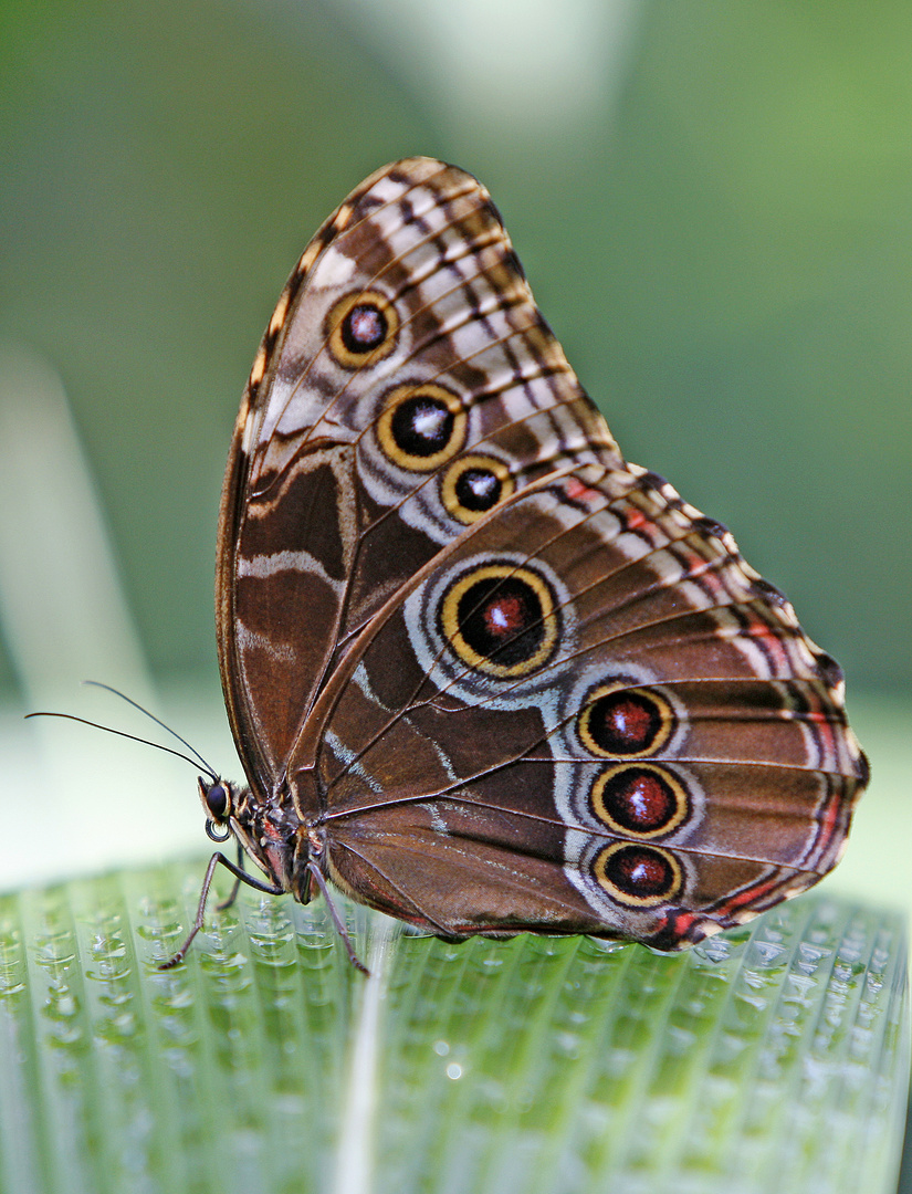 Schmetterling 