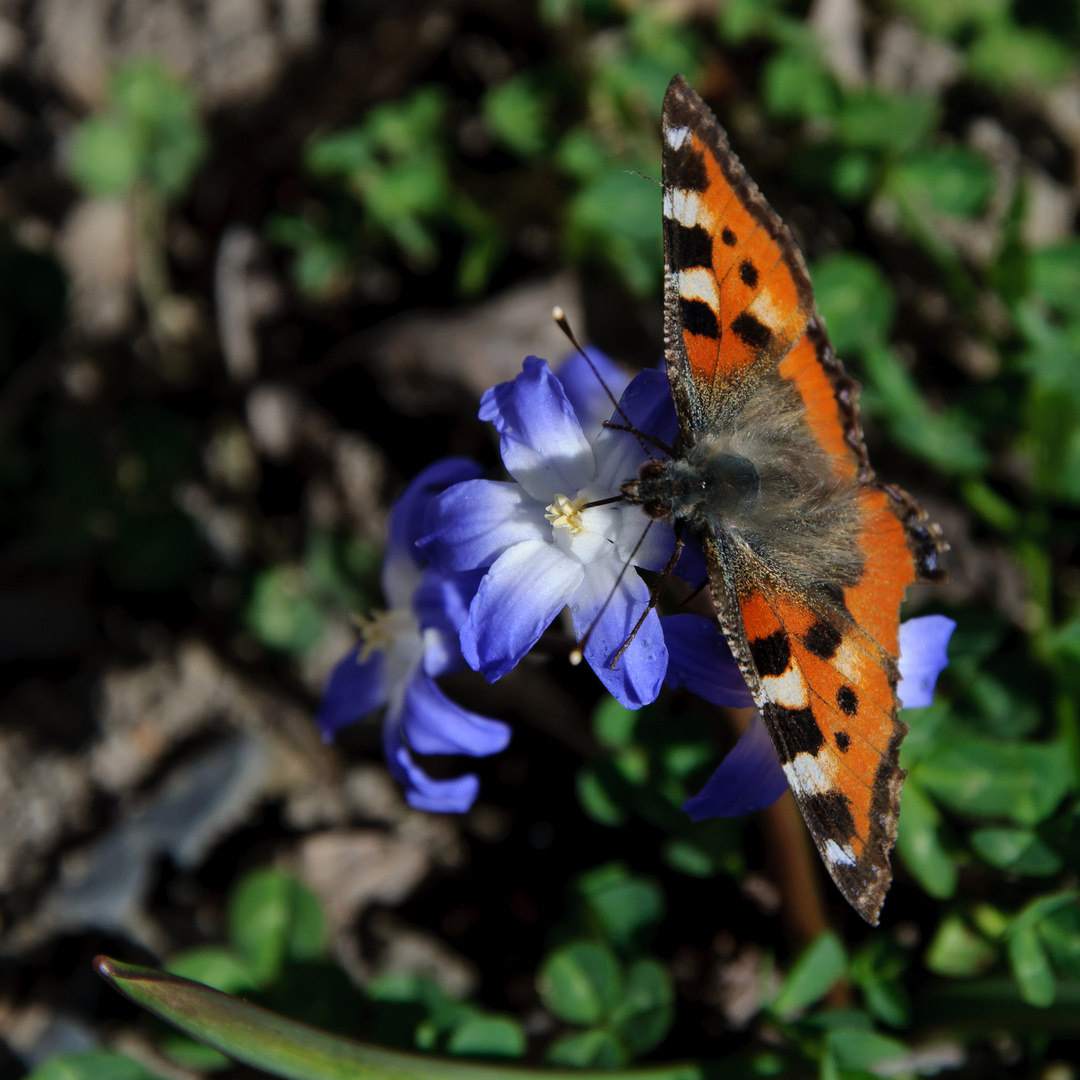 Schmetterling