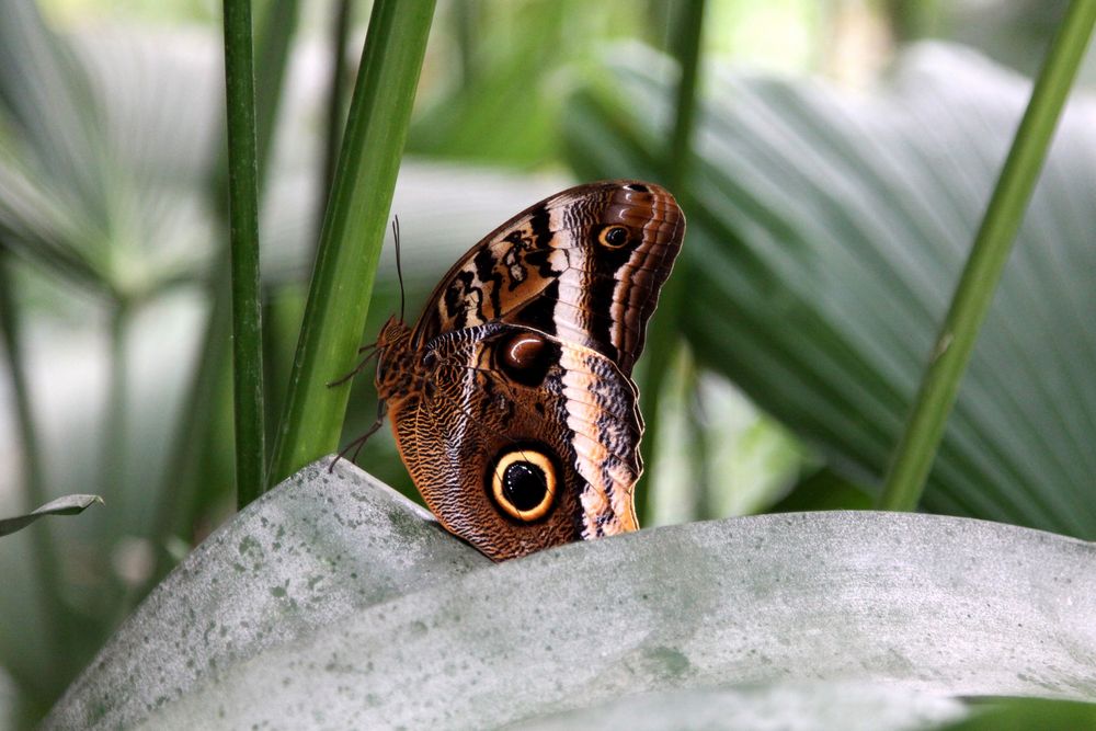 Schmetterling