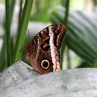 Schmetterling