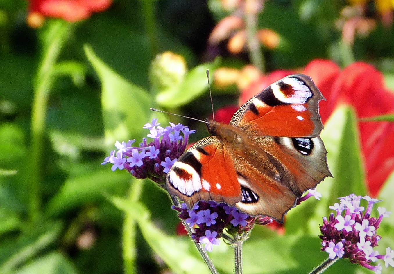 SCHMETTERLING