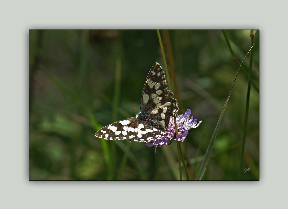 schmetterling