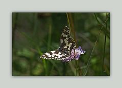 schmetterling