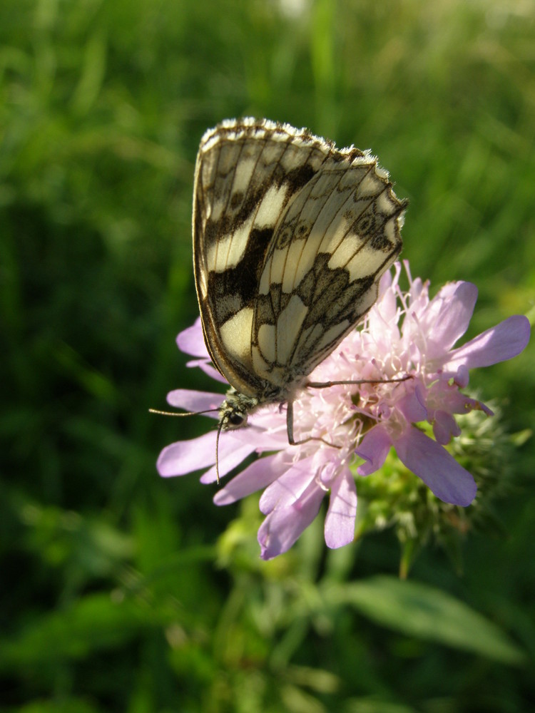 Schmetterling