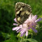 Schmetterling