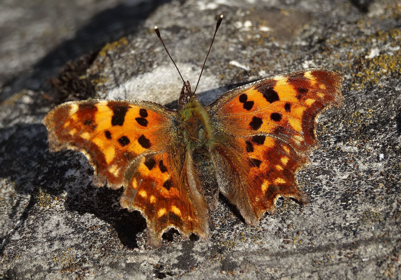 Schmetterling