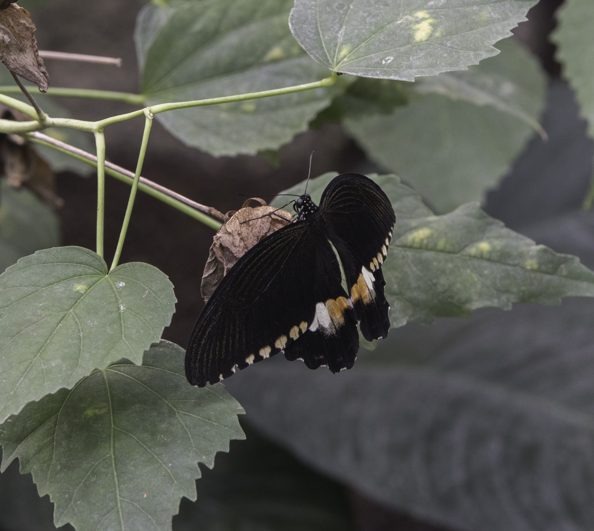 Schmetterling