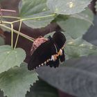 Schmetterling