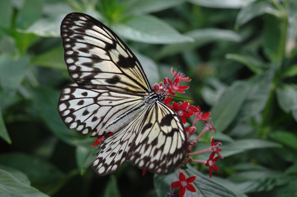 Schmetterling