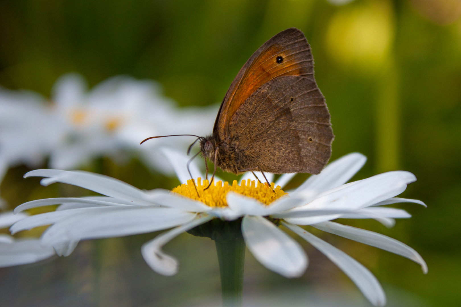 Schmetterling