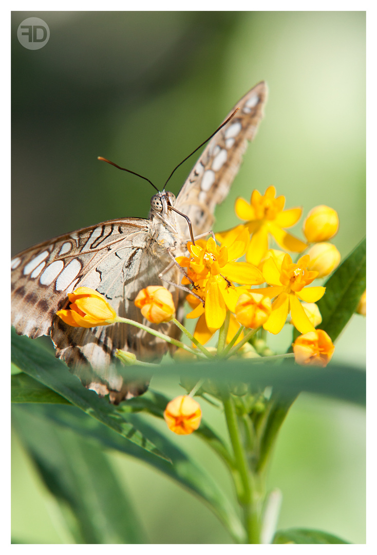 Schmetterling