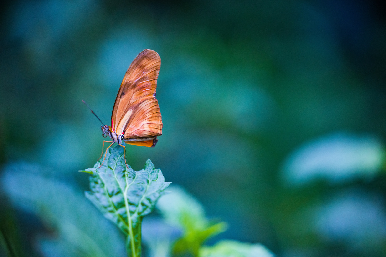 Schmetterling