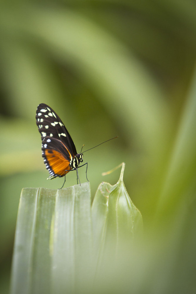 Schmetterling