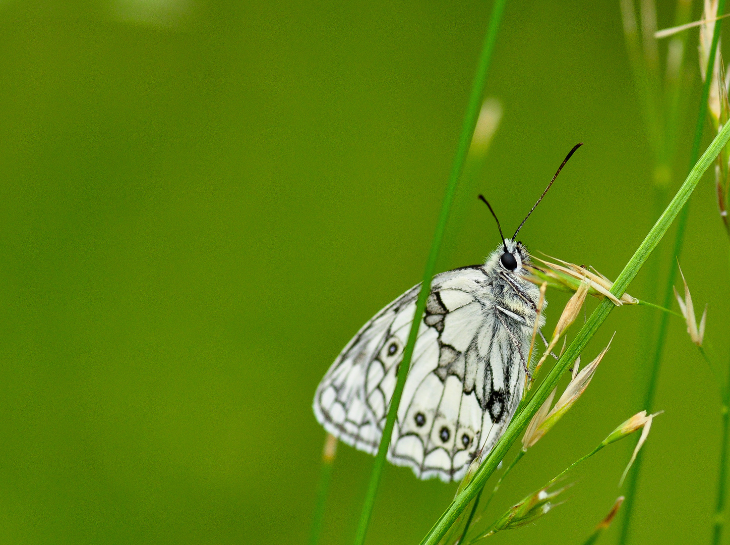 Schmetterling