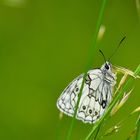 Schmetterling